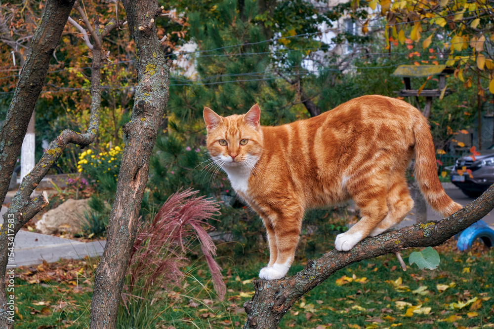red cat on the street