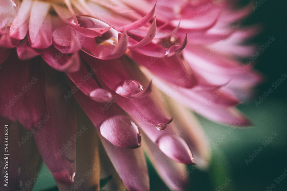 Close up water drop on pink petals