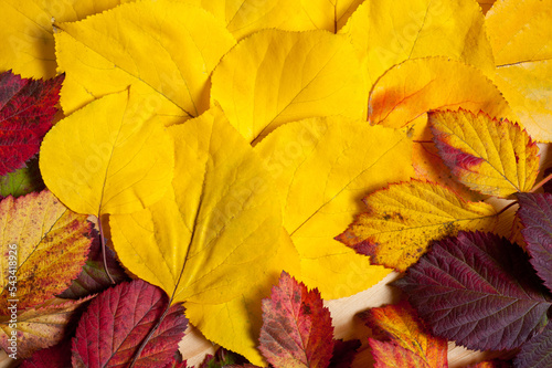 Bright autumn tree leaves lying on a wooden surface.