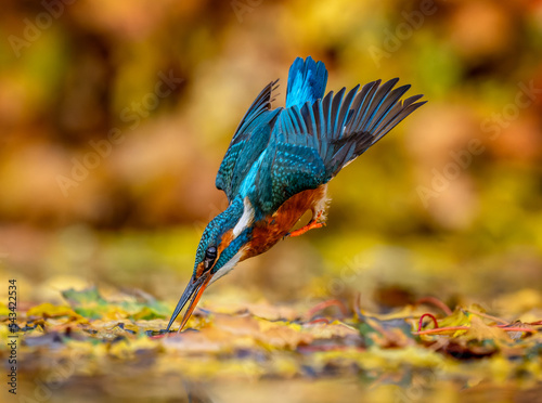 Kingfisher catching fish in Suffolk, UK during Autumn. The Autumn leaves provioding a beautiful colourful background photo