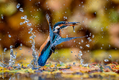 Kingfisher catching fish in Suffolk, UK during Autumn. The Autumn leaves provioding a beautiful colourful background photo