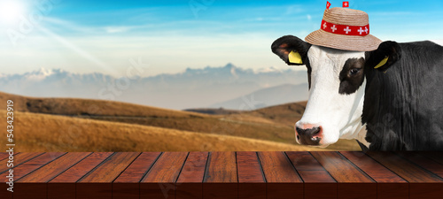 Close-up of an empty wooden table and a white and black Swiss dairy cow (heifer) looking at the camera, on a mountain landscape. Template for dairy products. photo