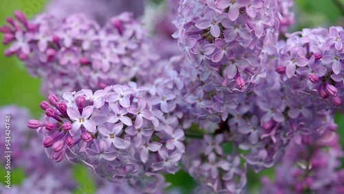 A branch of blooming lilac with purple flowers close-up. Blurred background