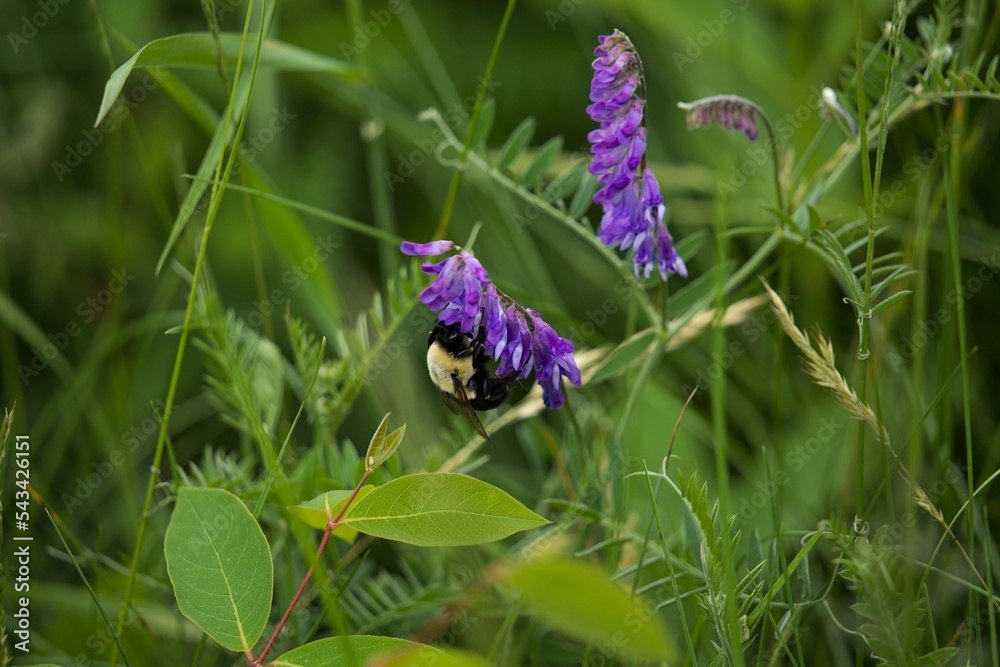 Abeille Abeille