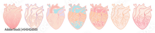 Set of anatomical hearts. Human Hearts with Vessels. Colorful hearts. Heart icons set. Isolated vector illustrations. Organ icon. Clip Art Collection. Love and romance concept. Pastel colors. 