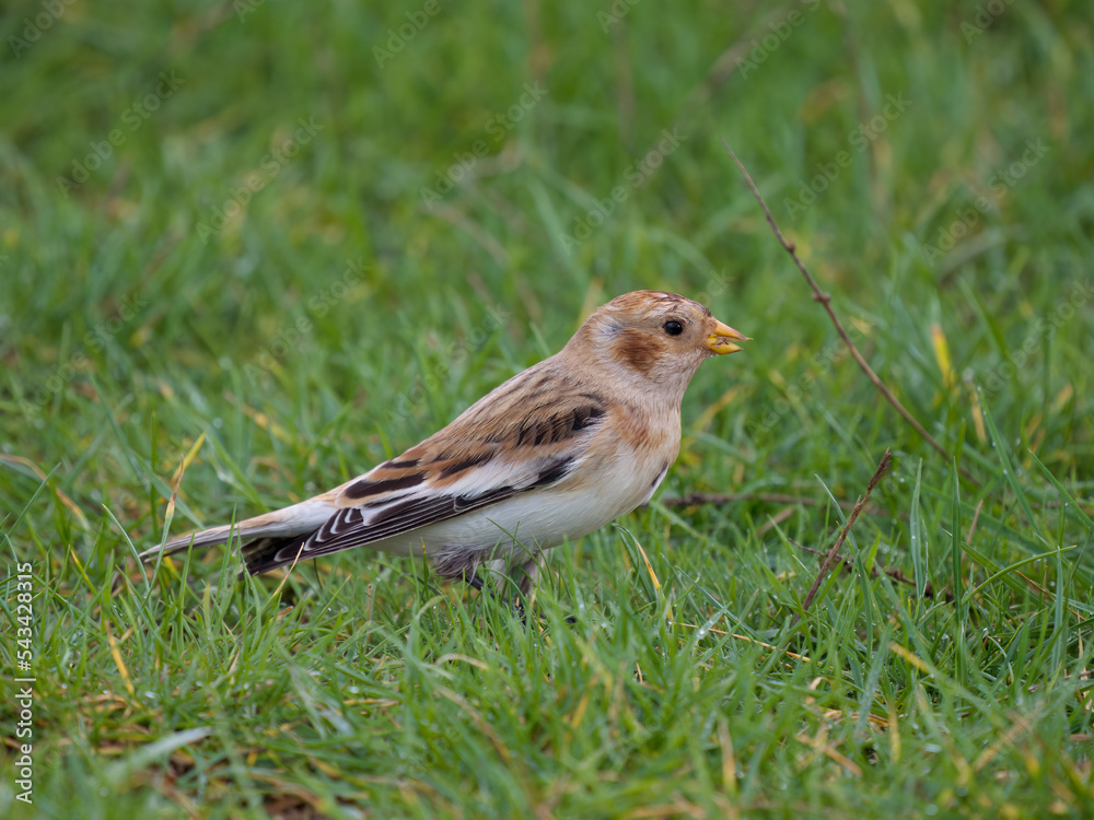Fototapeta premium Snow bunting, Plectrophenax nivalis