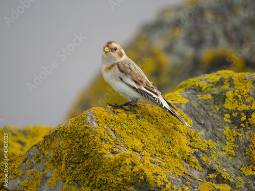 Snow bunting, Plectrophenax nivalis photo