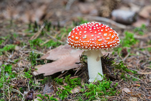 Closeup a beautiful fly agaric mushroom with white warty spots on red cap. Amanita muscaria. Dangerous toadstool in forest ground with green moss, brown bark or dry needles and blur nature background.