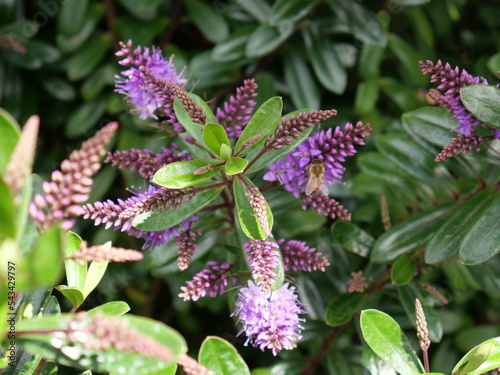 Hebe Wiri Charm is a compact evergreen shrub with rose-puple flowers that are produced from the spring until the autumn. photo