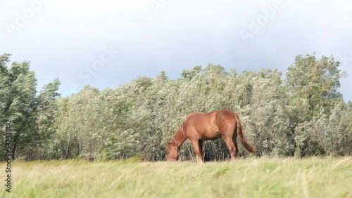 A domestic horse eats grass on a green meadow on a cloudy day and windy weather. 4K High Definition Video