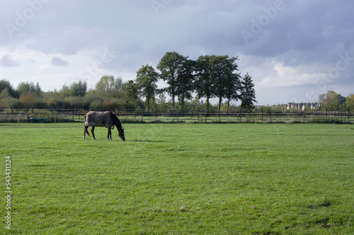Black horse in green meadow