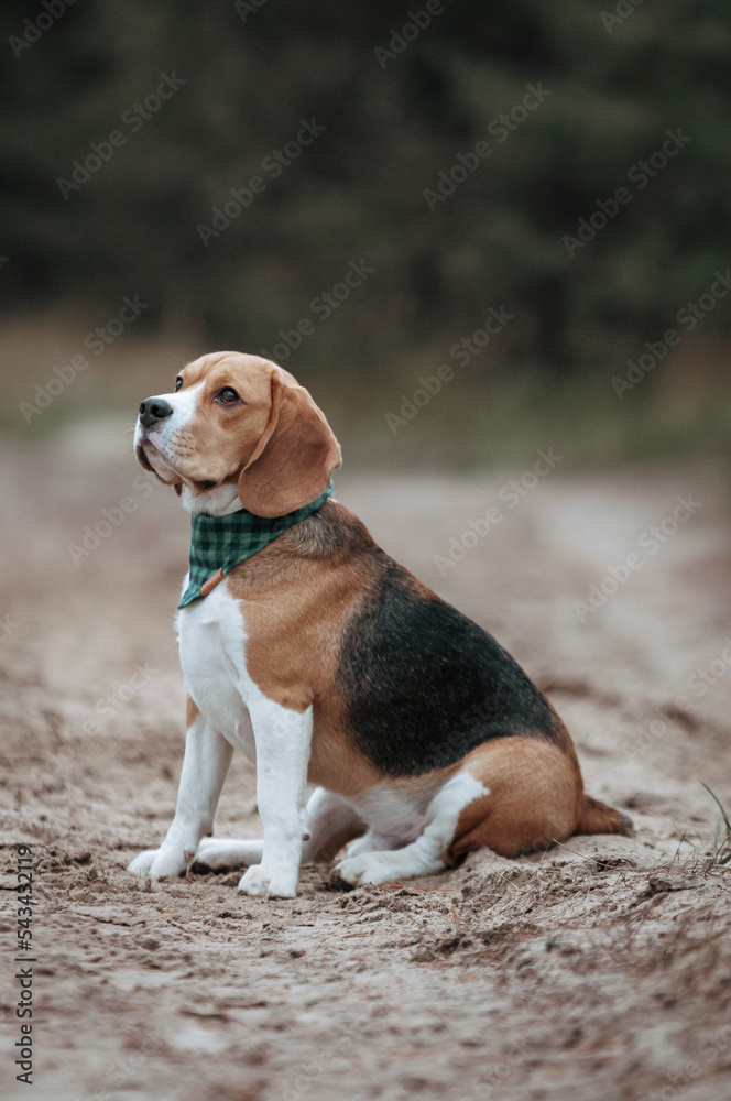 beagle 