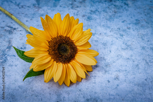 Marguerite jaune