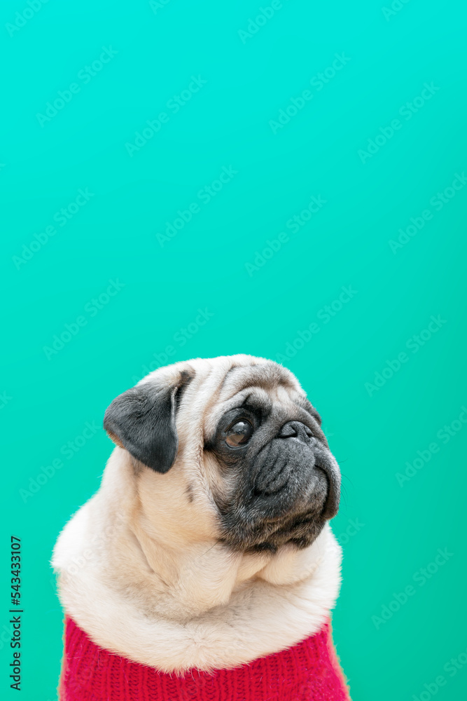 Beige pug dog in a pink sweater on a blue-green background. vertical photo, copy space.