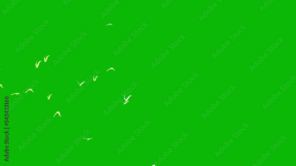 green screen background birds video