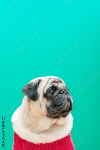 Beige pug dog in a pink sweater on a blue-green background. vertical photo, copy space. © Ekaterina