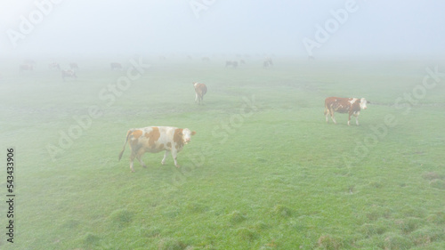 Aerial view on herd of cows are grazing grass in the meadow with mist