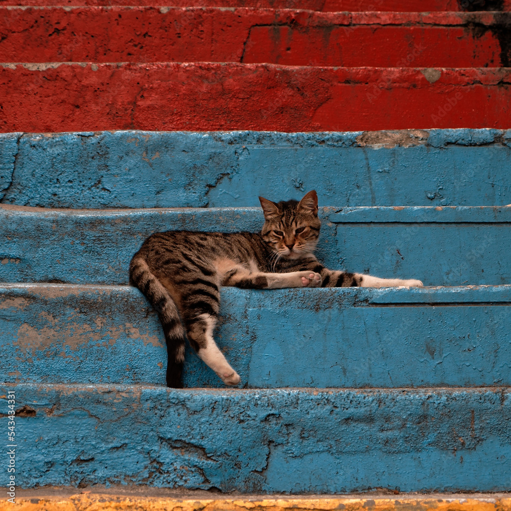 cat on the roof Stock Photo Adobe Stock