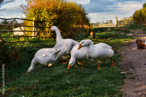 Valokuva Free Range Poultry and Waterfowl before DEFRA bird flu Lockdown