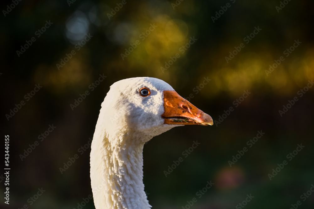 Geese bathing in a stream