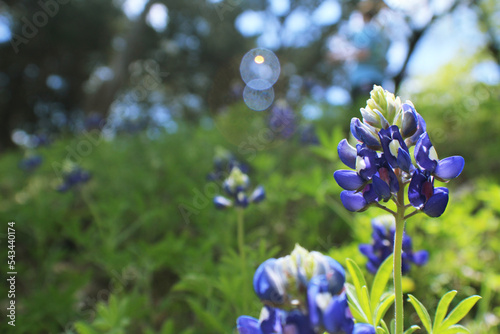 Fotografie Texas bluebonnets in a wildflower field