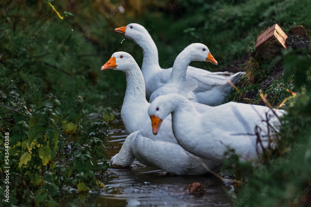 Obraz premium Geese bathing in a stream