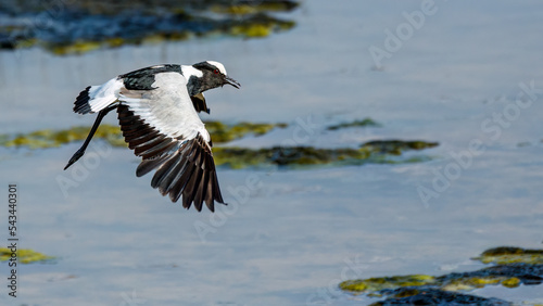 Black and white colored Blacksmith lapwing in flight over a river 