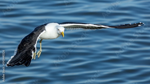 A large Kelp Gull in flight over the Berg river in Velddrif 