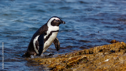 African Penguin coming from the ocean after a successful day of fishing 