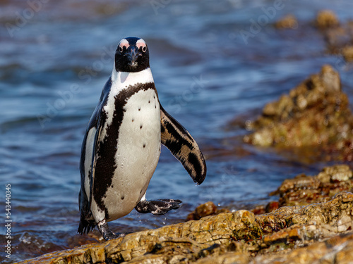African Penguin coming from the ocean after a successful day of fishing