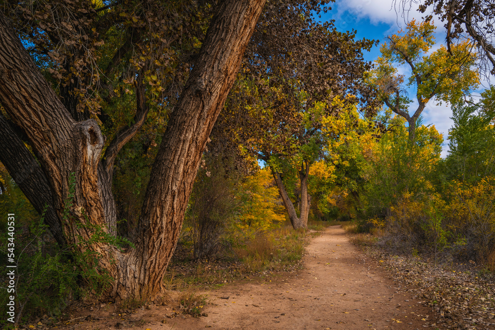 Autumn trees in the park, riparian cottonwood forest footpath at Bosque Trail Park of Rio Grand River in Albuquerque, New Mexico, USA Autumn trees in the park, riparian cottonwood forest footpath at Bosque Trail Park of Rio Grand River in Albuquerque, New Mexico, USA