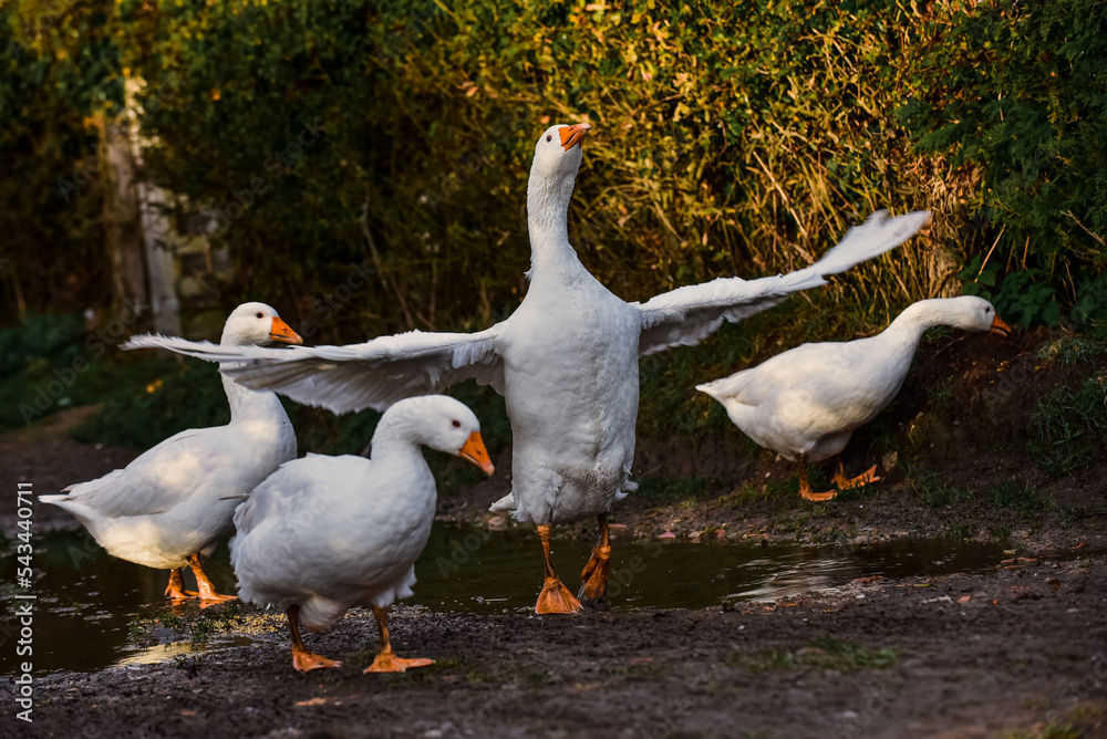 Obraz premium Gander and geese Flapping wings