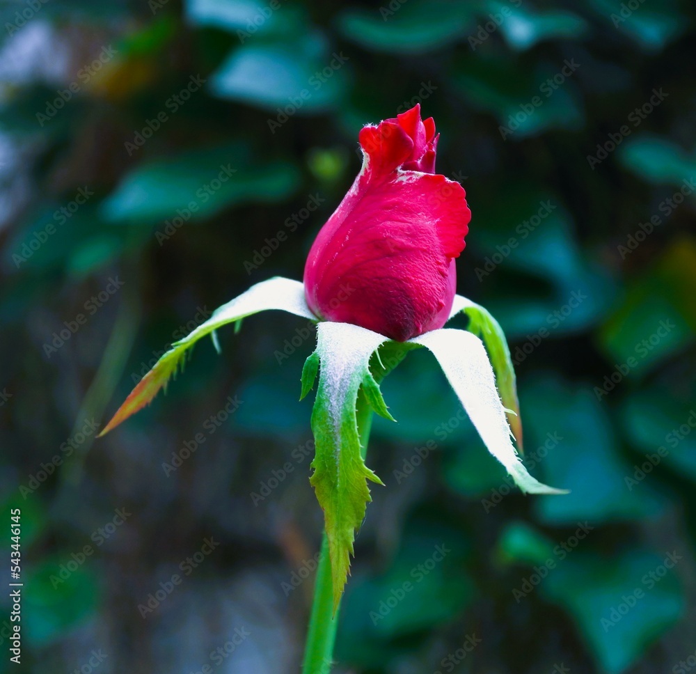 Closed UP Red Rose Bud Stock Photo Adobe Stock