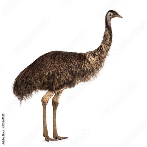 Adult emu bird aka Dromaius novaehollandiae, standing side ways. Isolated on a white background.