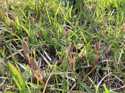 Tsukushi: fertile shoot of field horsetail