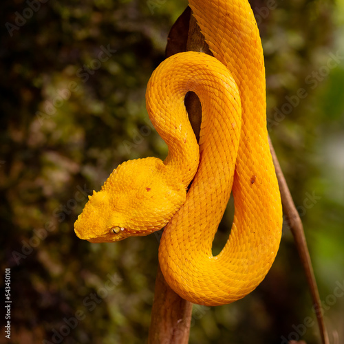 Coiled Elegance: Eyelash Palm Pit Viper photo