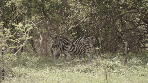 two zebras in the wild with nature coloring safari in africa
