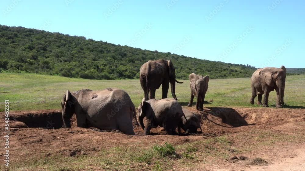 Elephants in the Kruger National Park, South Africa Elephants in the Kruger National Park, South Africa
