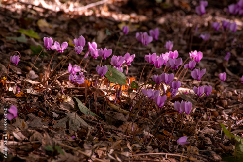 Brittany, France, nature