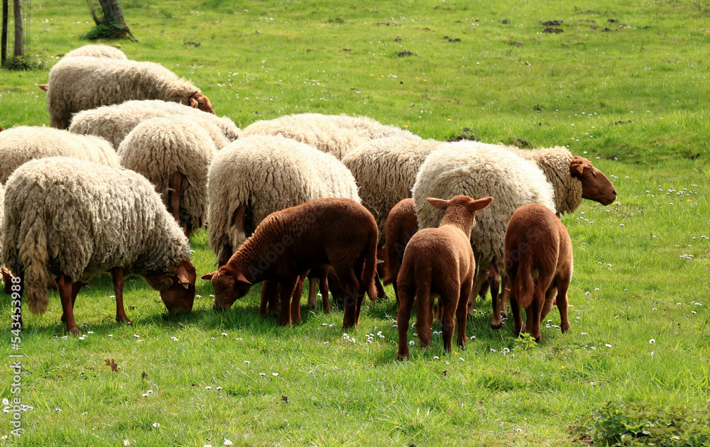 lambs in a herd, Bokrijk, Belgium lambs in a herd, Bokrijk, Belgium
