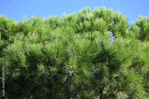 Fondo natural con detalle de ramas de pino mediterraneo y cielo de color azul in Fototapet
