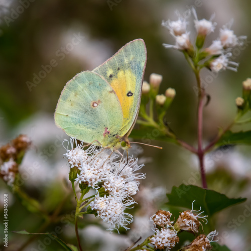 Orange Sulphur, Colias eurytheme photo