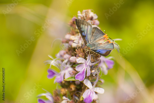 Butterfly sits on a wild flower in its natural forest habitat. Cigaritis lohita, the long-banded silverline butterfly photo