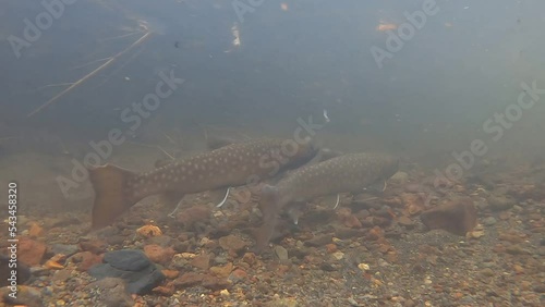 Spawning underwater video of Amemasu in the wetland river in eastern Hokkaido in autumn photo