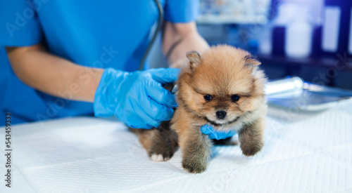 Vet listening Pomeranian  dog with stetoscope in veterinary clinic