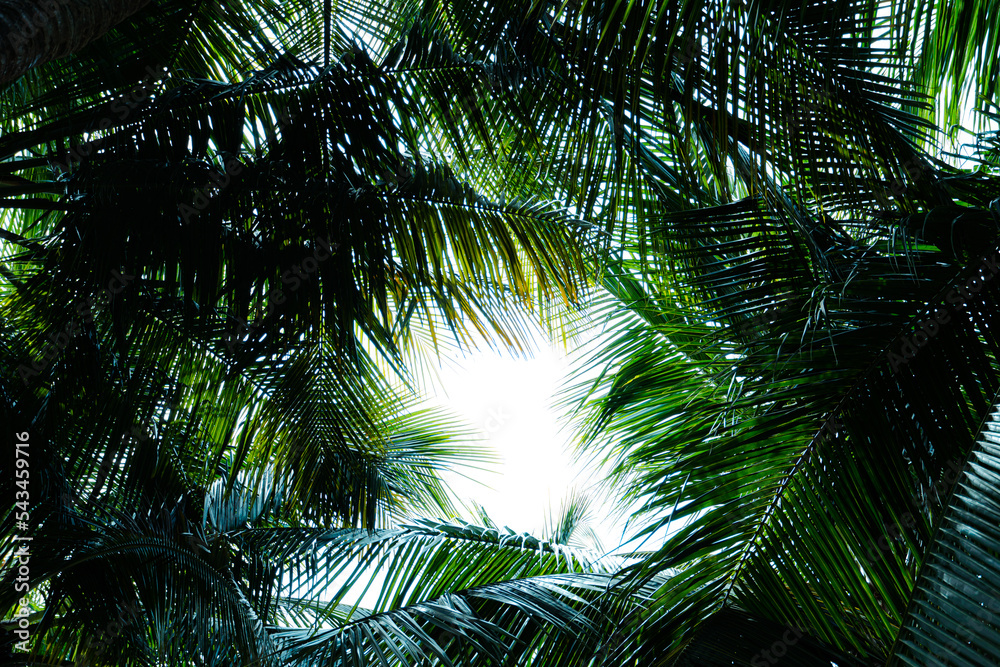 Naklejka premium Green leaves of coconut tree for nature background, abstract background of green leaves, nature, palm leaves.