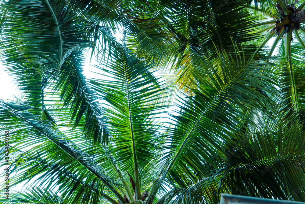 Green leaves of coconut tree for nature background, abstract background of green leaves, nature, palm leaves.