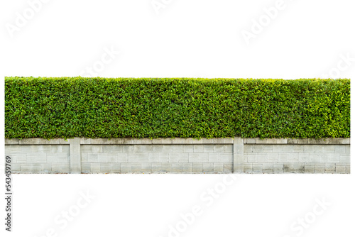 Tree wall isolate on white background, wall decoration, tree fence, clipping part.