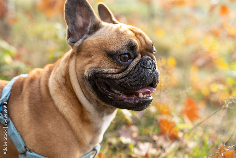 Cute french bulldog puppy in autumn park. Close up portrait