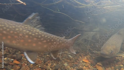 Spawning underwater video of Amemasu in the wetland river in eastern Hokkaido in autumn photo